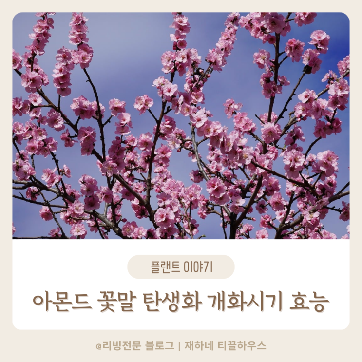  아몬드 꽃말 탄생화 개화시기 효능