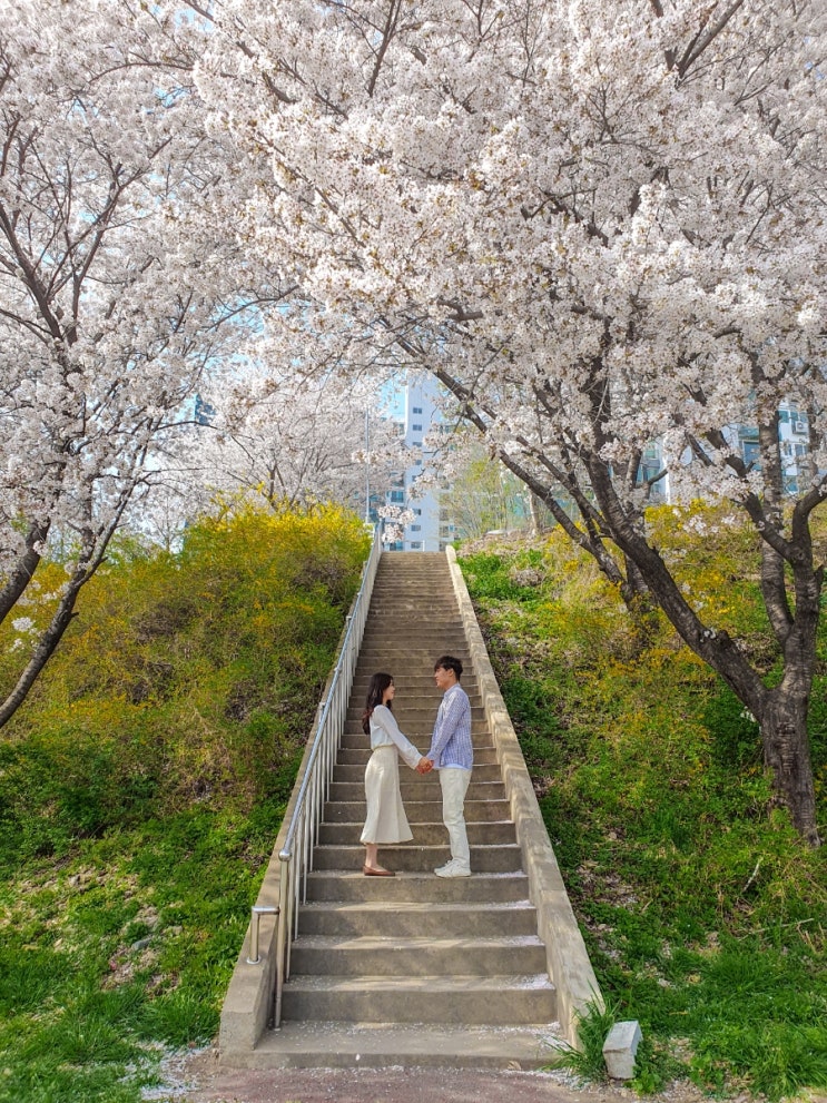  대구 근교 영천 벚꽃 명소 우로지와 숨은 포토존 벚꽃 계단