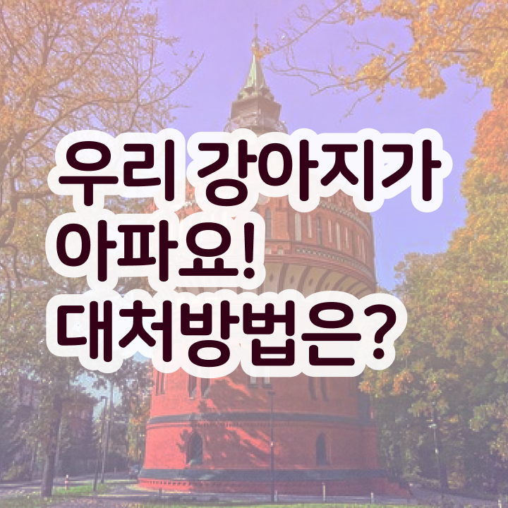  반려동물 관리사   반려동물관리사 학원  반려동물관리사  알아보기