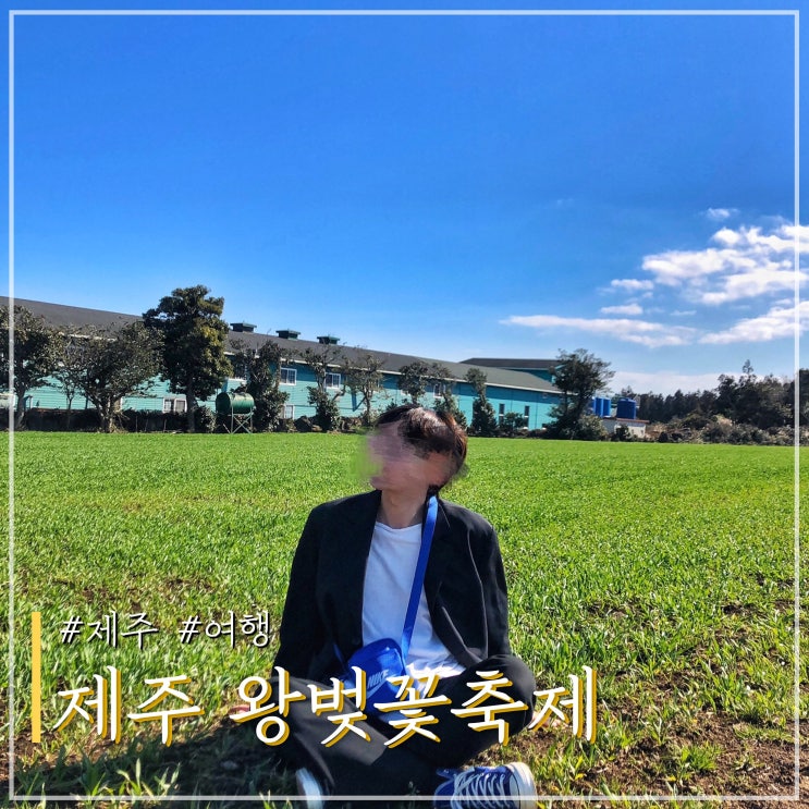  2024 제주도 왕벚꽃축제 명소 일정 및 위치 (ft. 전농로 벚꽃거리)