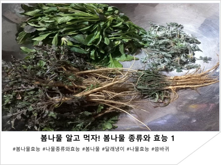  봄나물 알고 먹자! 봄나물 종류와 효능 1