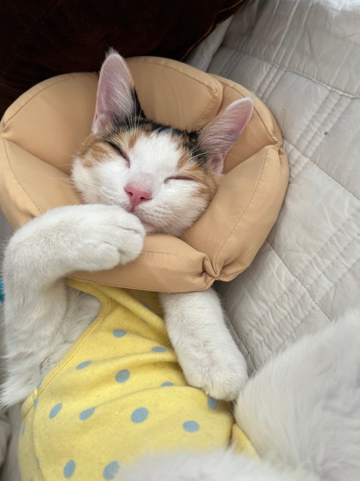  고양이 중성화 수술 비용 시기 관리 총정리