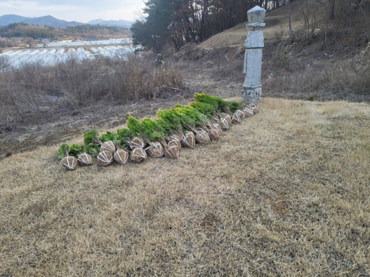  2024년 성주군 벽진면 봉계리 고인돌장묘개발장의사 철쭉300주 황금측백35주 배러라인골드6주 묘목조성공사 #김천이장 #구미이장 #선산이장 #상주이장 #성주이장