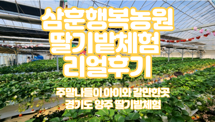  아이와 가볼만한곳 경기도 양주 삼훈행복농원 딸기밭체험 리얼후기