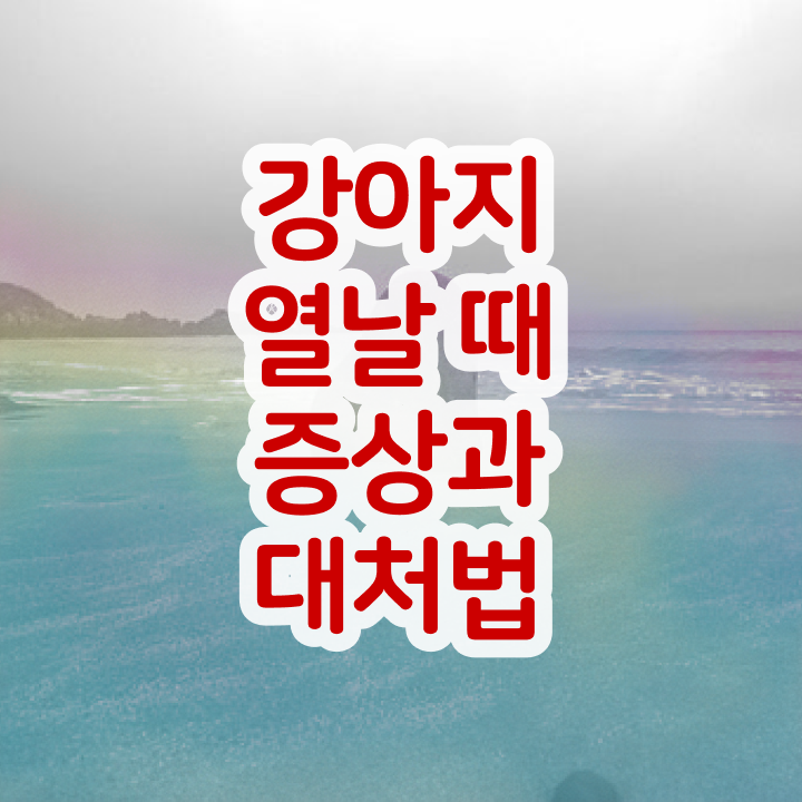  반려동물 장례   반려동물 장례식장  반려동물관리사  확인하고 가세요