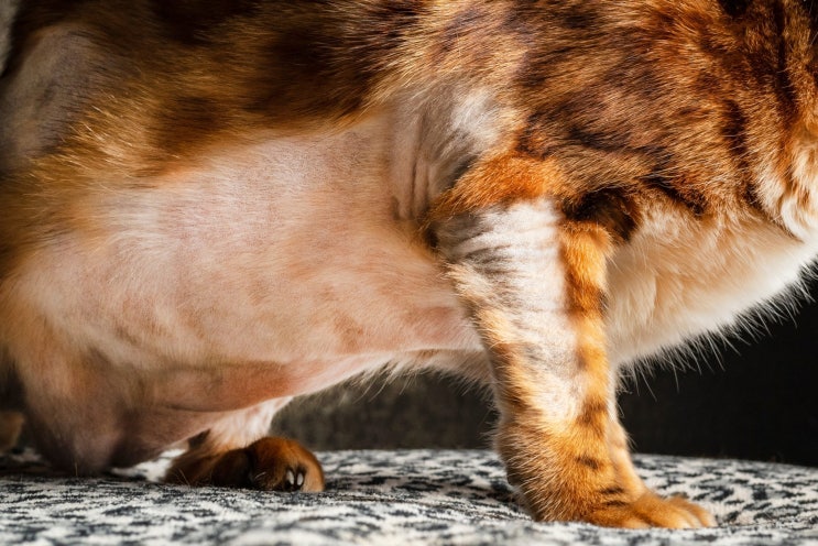  고양이 외로움 [부산 닥터펫동물의료센터] - 고양이 분리불안, 고양이 독립심, 고양이 혼자 있어도 되나요?