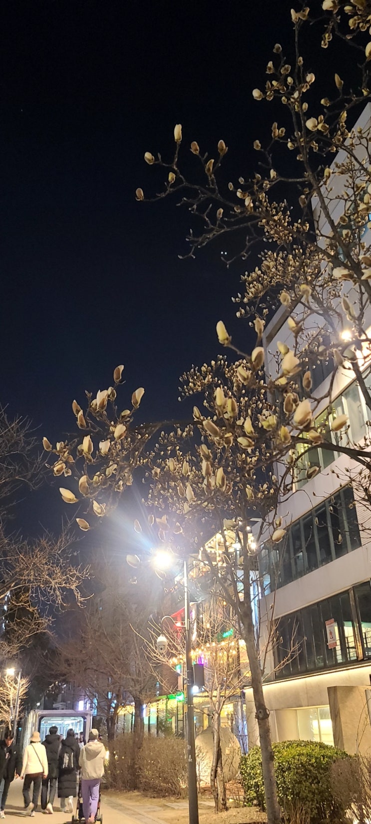  벚꽃 관찰 일지2, 3/22 공덕역 경의선 숲길 벚꽃 상황 공유