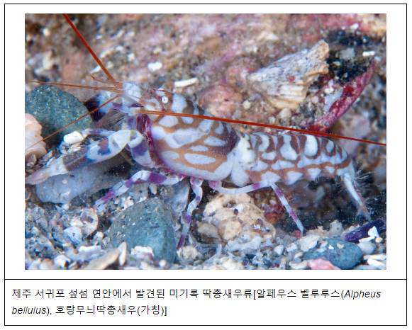 미기록종 딱총새우 국내 서식 확인… 모랫바닥에 집짓고 물고기와 공생 미기록종 딱총새우 국내 서식 확인… 모랫바닥에 집짓고 물고기와 공생