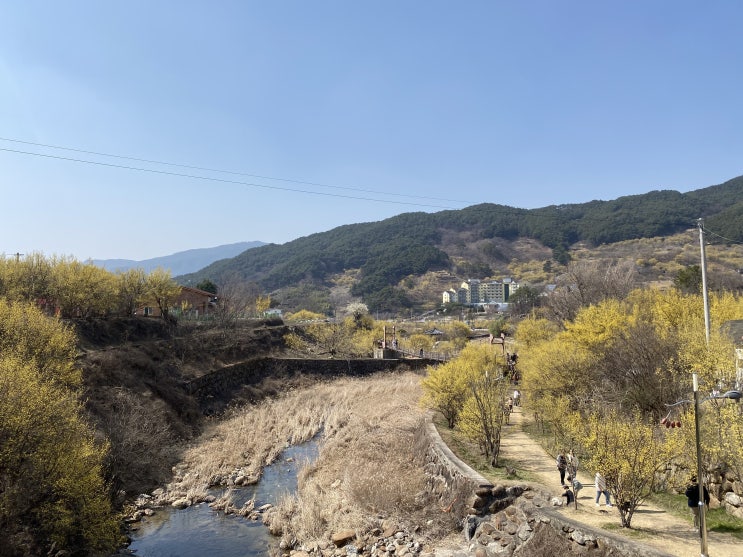  산수유 축제