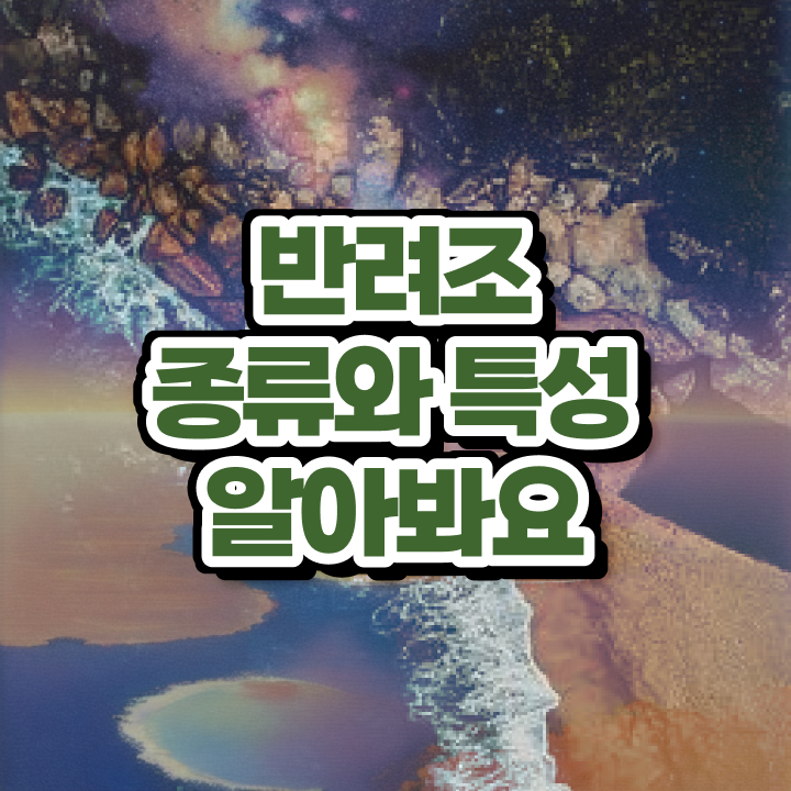  모란앵무분양  반려조관리사  준비 방법