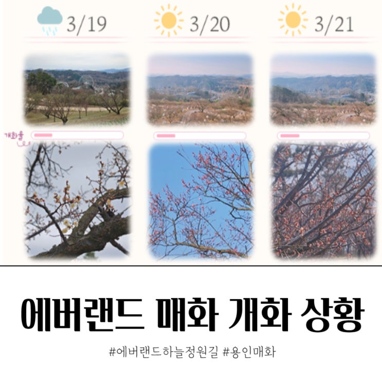  에버랜드 하늘정원길 예약 전 실시간 매화 개화 확인하세요.