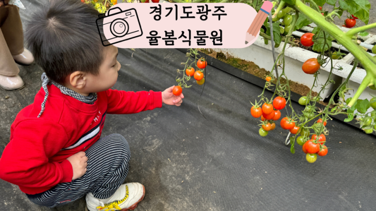  경기도 광주 퇴촌 여행 율봄식물원에서 딸기 따고 레일썰매 타고