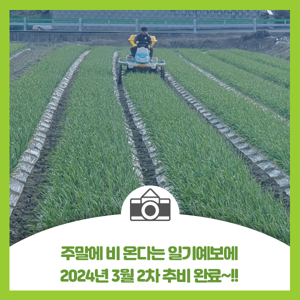  주말에 비 온다는 일기예보에 2024년 3월 2차 추비 완료