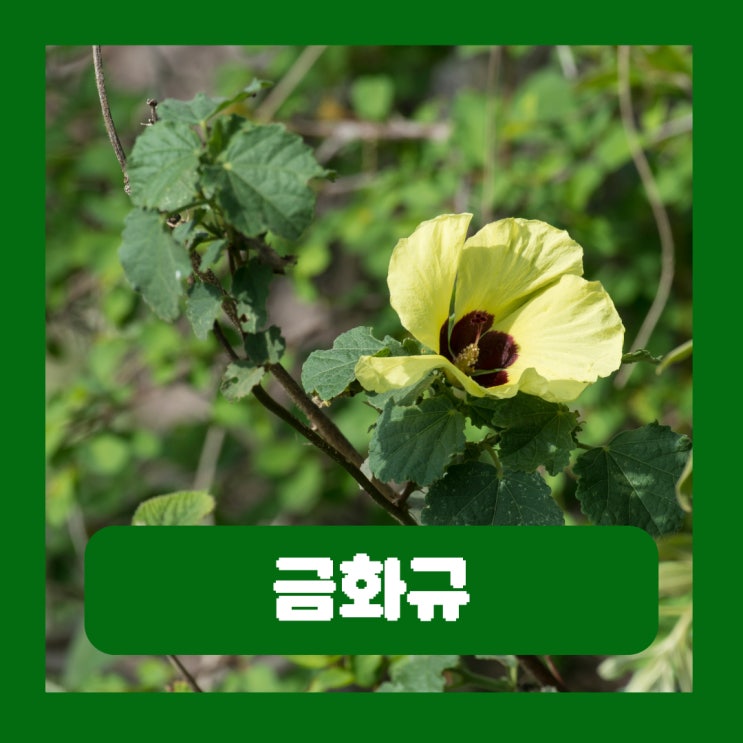  금화규꽃차 만들기 판매 불법 금화규 효능 부작용 파종시기