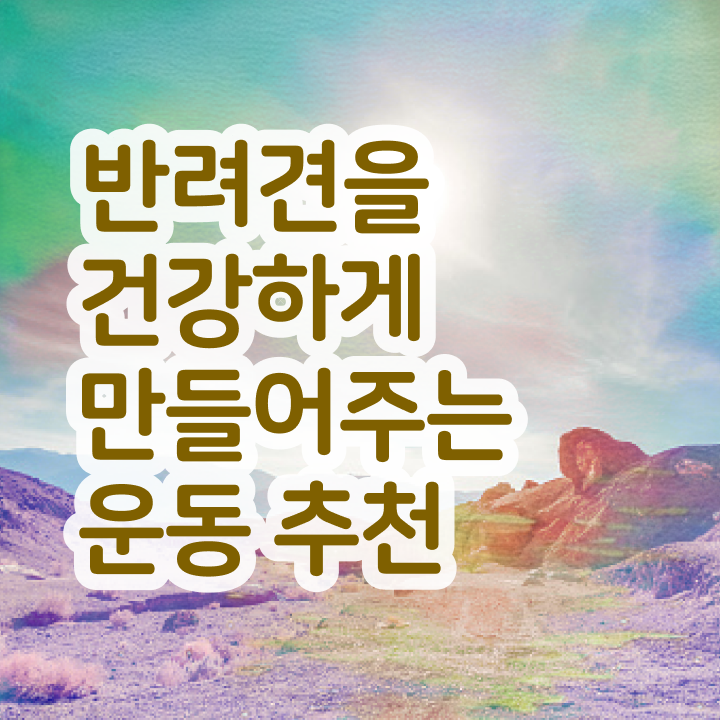  반려견운동지도사 강의  반려견운동지도사  알아보셨나요