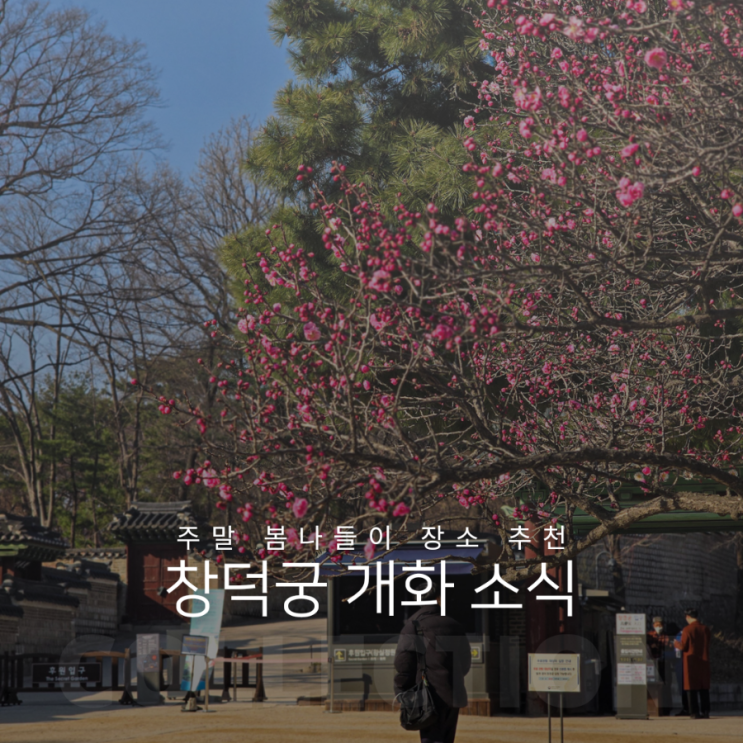  주말 봄나들이 장소 추천 창덕궁 개화 소식