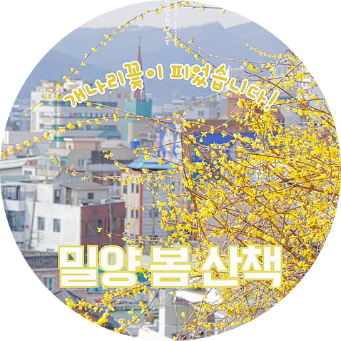  밀양 산책 가볼 만한 곳 개나리 꽃이 피었습니다!