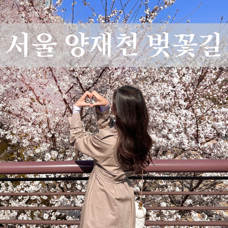  2024 서울 양재천 벚꽃길 사진 명소 봄꽃 축제 개화 만개 시기