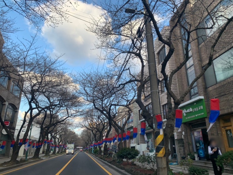 제주도 벚꽃 개화시기 전농로 벚꽃축제 명소 실시간 제주도 벚꽃 개화시기 전농로 벚꽃축제 명소 실시간