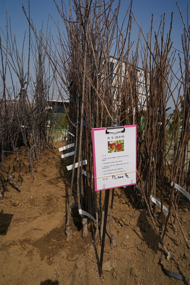 진짜 나무 한 그루 심으실래요?-일년 중 가장 싸게 나무를 살 수 있는 삼림협동조합 나무시장 : 네이버 블로그