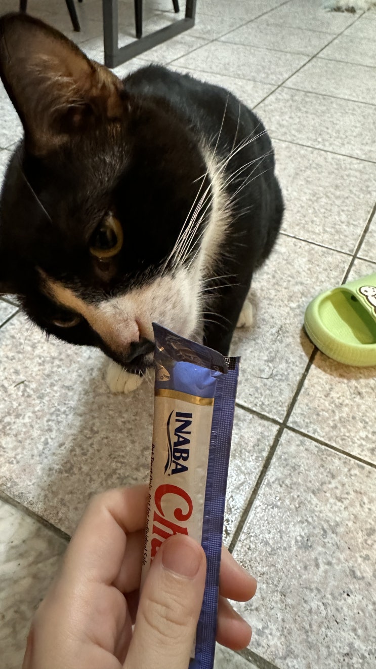  우리 집 괭