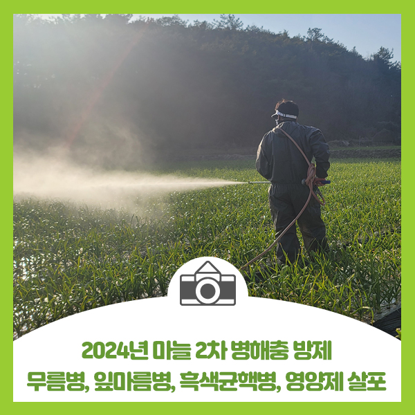  2024년 마늘 2차 병충해 방제 무름병, 잎마름병, 흑색균핵병, 여양제 살포