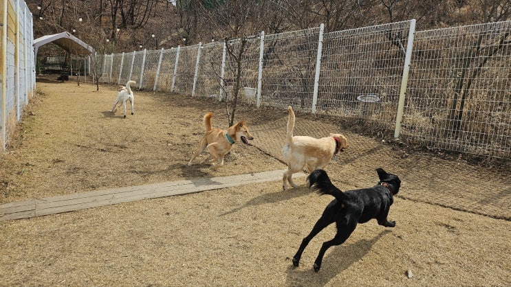  대형견호텔은 역시 라드독 :)