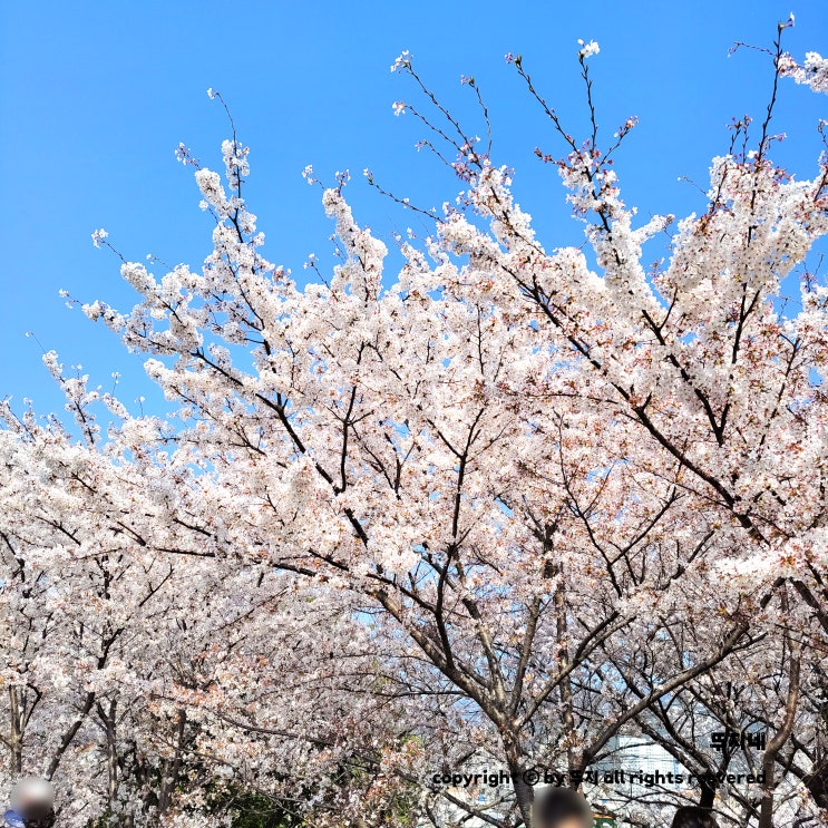  부산 사상  삼락생태공원 벚꽃 편(feat. 낙동강 정원 벚꽃 축제)