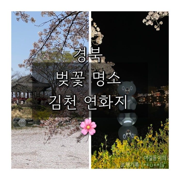  경북 벚꽃 명소 추천 | 김천 연화지 | 벚꽃 개화 현황 및 주차안내