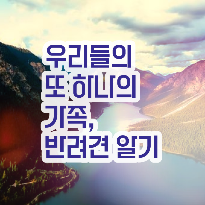  반려동물학원  반려동물관리사  궁금증 해결