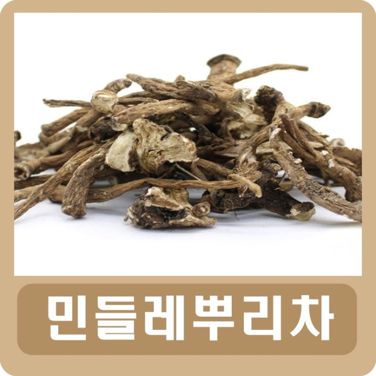  민들레뿌리차 효능 부작용 만들기
