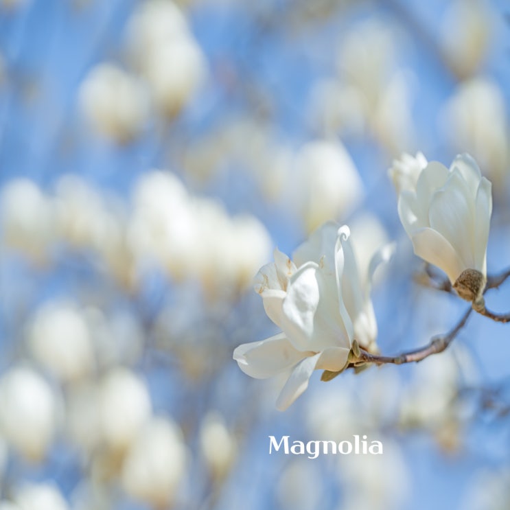 매그놀리아(Magnolia) 향료 향수