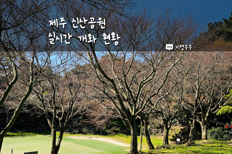 제주 신산공원 실시간 개화 현황 벚꽃은 별로 없고 튤립이 예뻐요