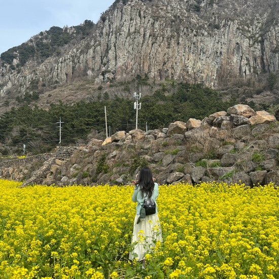  제주도 3월 산방산 유채꽃 시기 뚜벅이 여행 사계 해안 사계의 시간 유채꽃밭