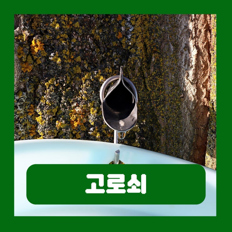  고로쇠물 효능 부작용 유통기한 고로쇠수액 먹는법 보관법