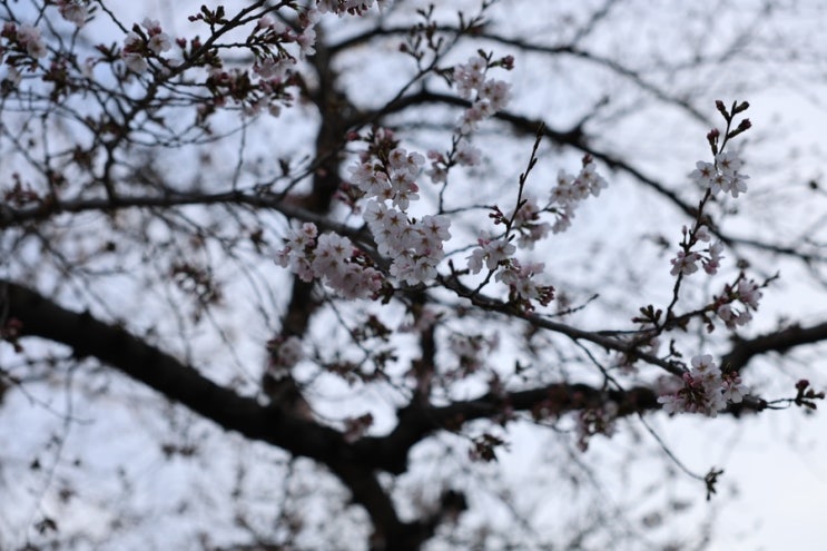 진해군항제 벚꽃 중원로터리 로망스다리 개화현황 별빛축제 정보