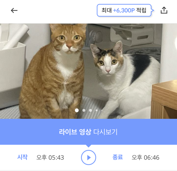  펫시터 가격 어플 와요 솔직 후기
