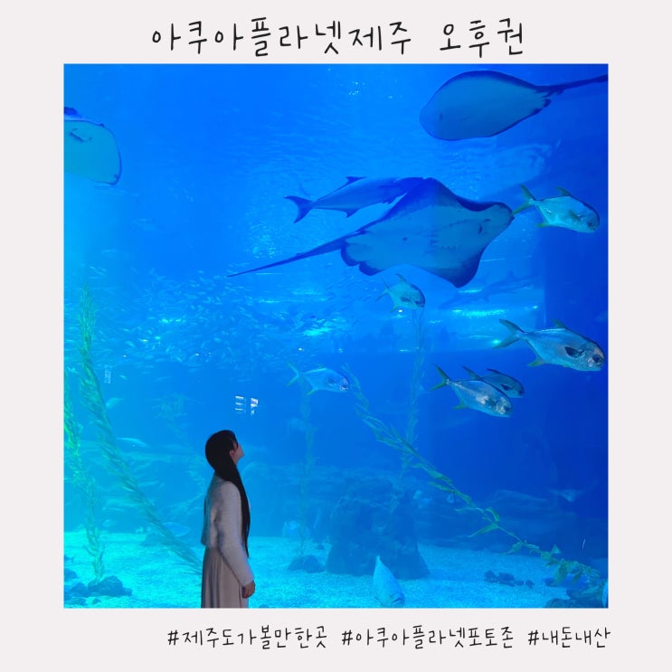  아쿠아플라넷제주 오후권 비추하는 이유와 포토존/할인 정보 정리