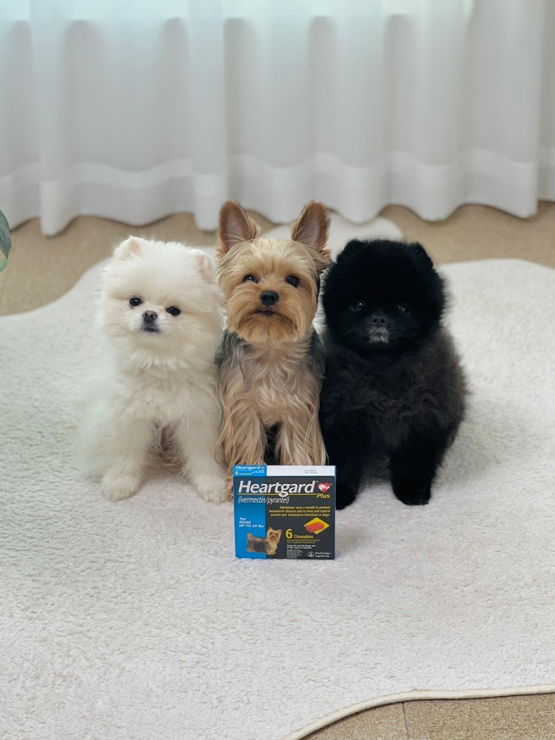 강아지 심장사상충 예방 약 종류 하트가드 플러스 가격 주기 복용방법 : 네이버 블로그