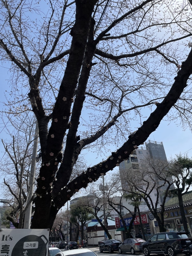  진해 벚꽃 축제 2024년 3월 23일 실시간