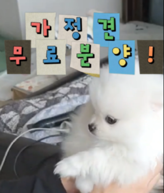  전주시 가정견 무료분양합니다, 소형견 포메라니안 2마리