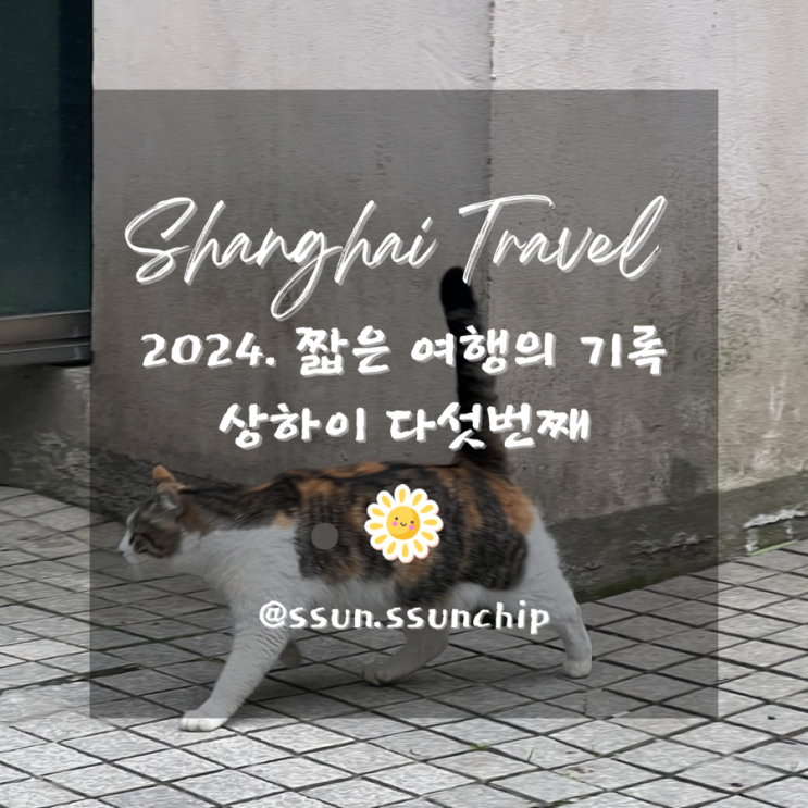 2024 상하이 순간 순간의 기록 5. 동네냥이들이랑 놀기