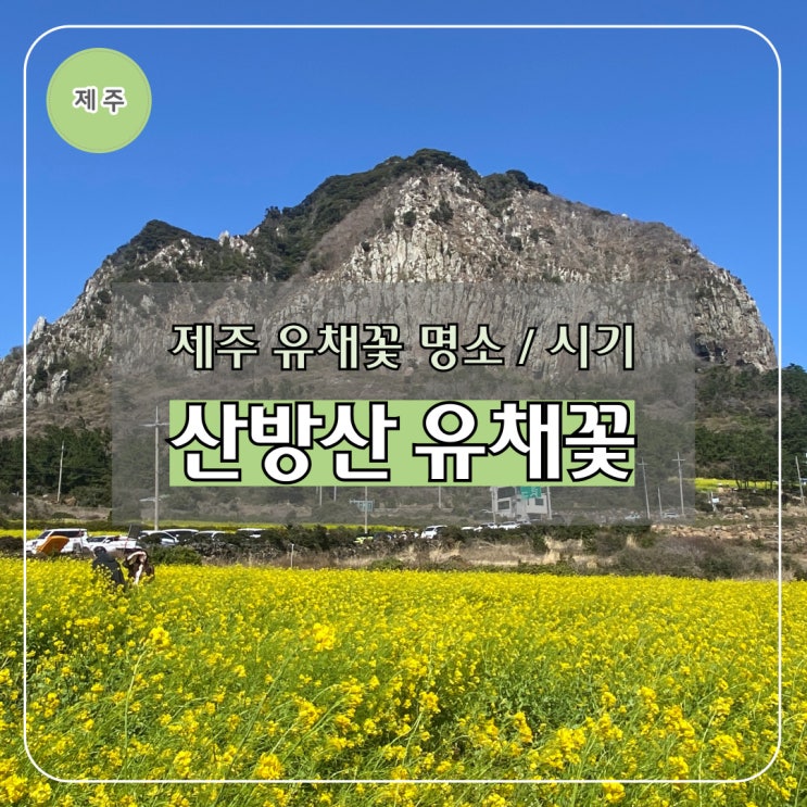  제주도 3월 4월 유채꽃 명소 개화시기 제주 산방산 유채꽃 후기