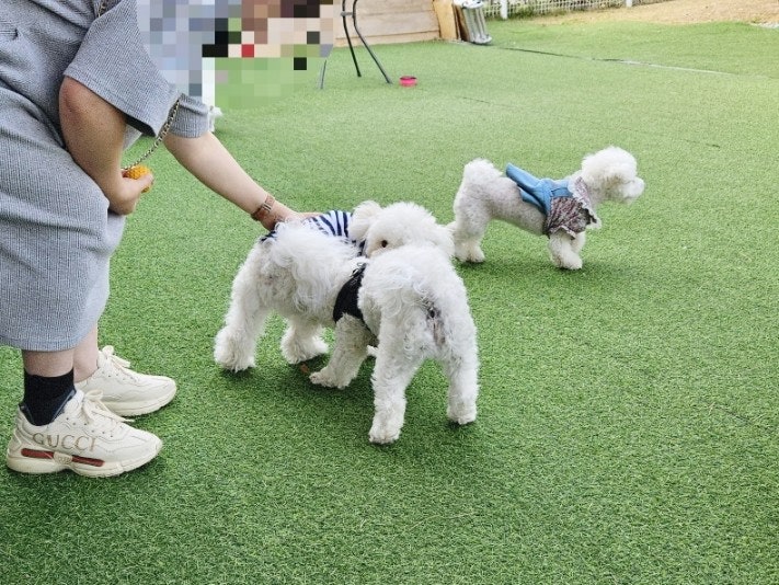  광주애견카페 실외 애견운동장 신창동 엔젤멍