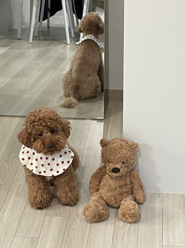  국제 강아지의 날nationalpuppyday