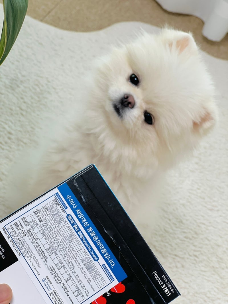 강아지 심장사상충 예방 약 종류 하트가드 플러스 가격 주기 복용방법 : 네이버 블로그