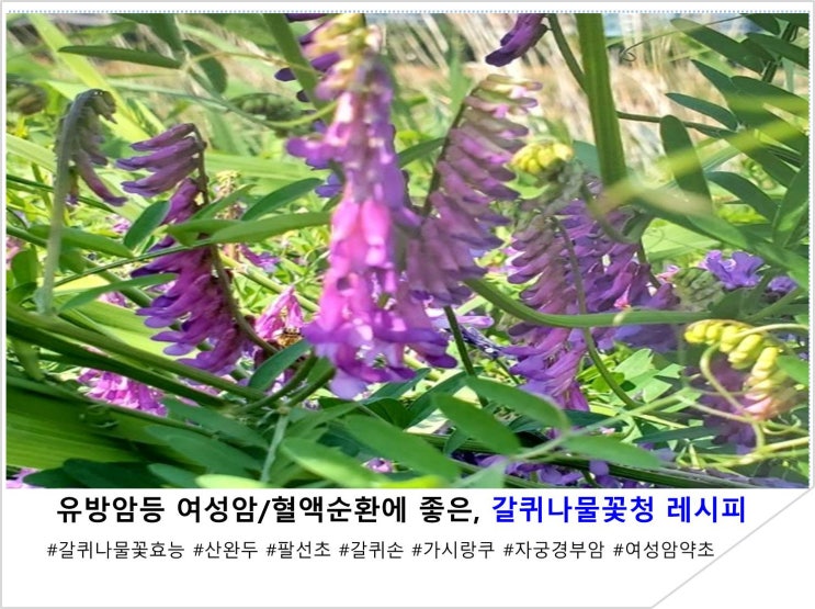  유방암등 여성암/혈액순환에 좋은, 갈퀴나물꽃청 레시피