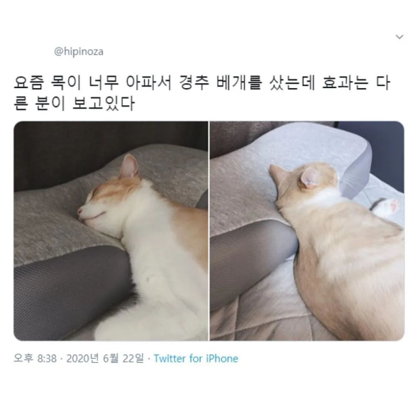  목이 아파서 경추베개를 샀는데