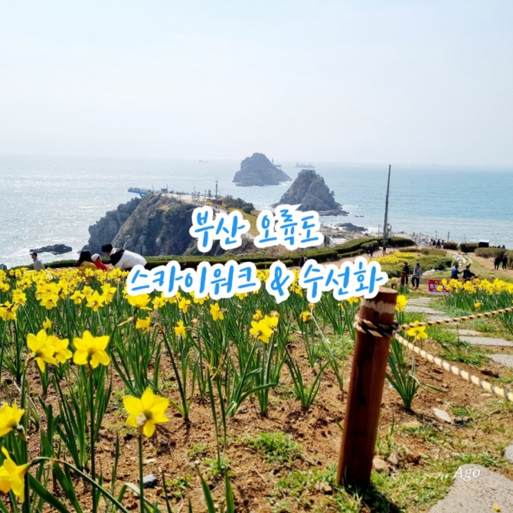  부산가볼만한곳 오륙도 스카이워크 feat 수선화 뷰맛집