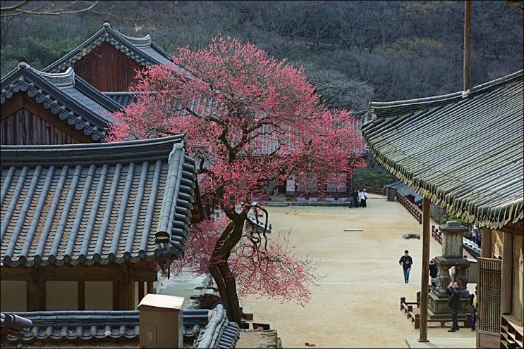  매화여행 (화엄매, 선암매, 고불매)